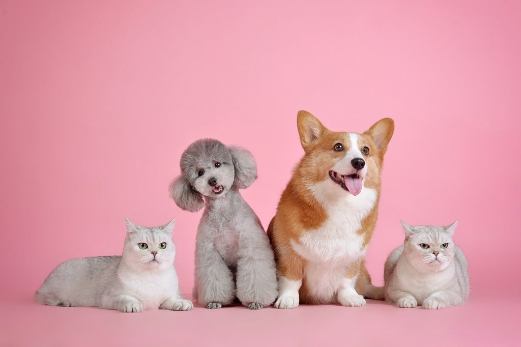 Prendre soin de votre chien ou chat avec les bons produits