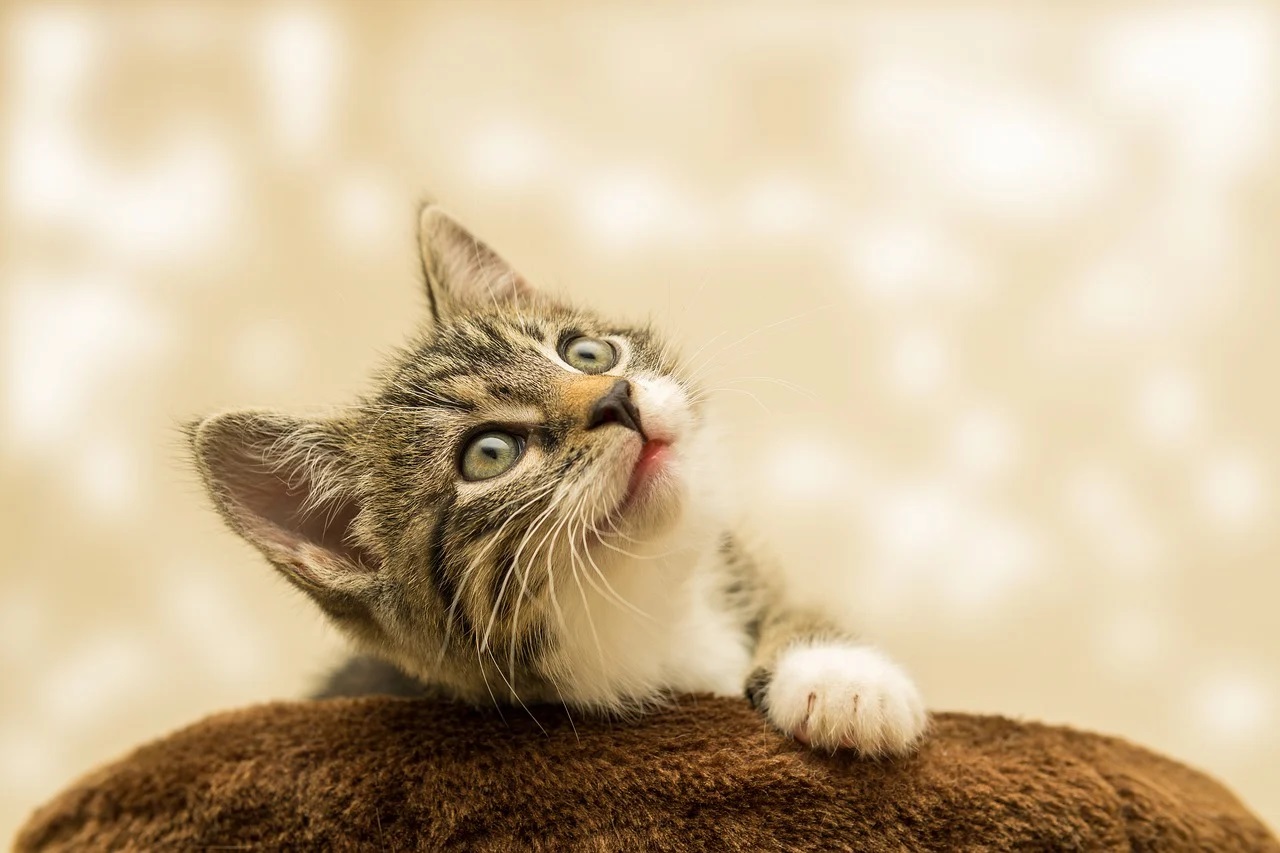 Les solutions efficaces pour préserver le bien-être de son chat